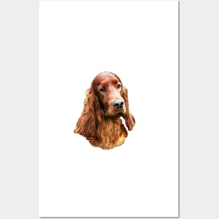 Irish Setter - Glamorous Dog! Posters and Art